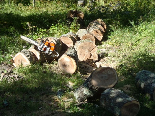 Firewood is wary prey. One must track the tree back to its lair and attack it when it's not paying attention. While there are other means of hunting, the trusty chainsaw is the moth common method of taking harvestable trees.