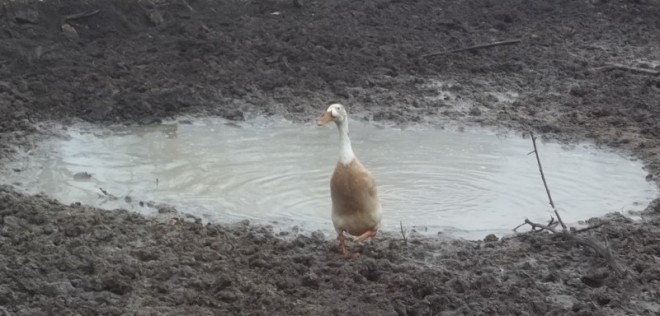 Snow followed by rain turned the pig pen into a sea of shit. Does Bowling Pin Chicken care? Hell no. He just swims around and happily quacks to himself as if he were in a postcard quality lake. I can't help but admire that level of resilience.