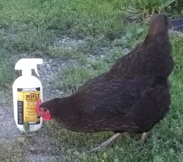 Permethrin, probably the most excellent tool in a woodsman's anti tick arsenal. (Chicken not included.) This link goes to Amazon where I buy my peremethin.
